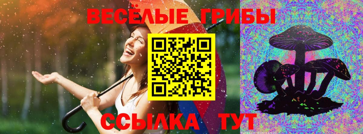 Псилоцибиновые грибы Psilocybe Курчалой